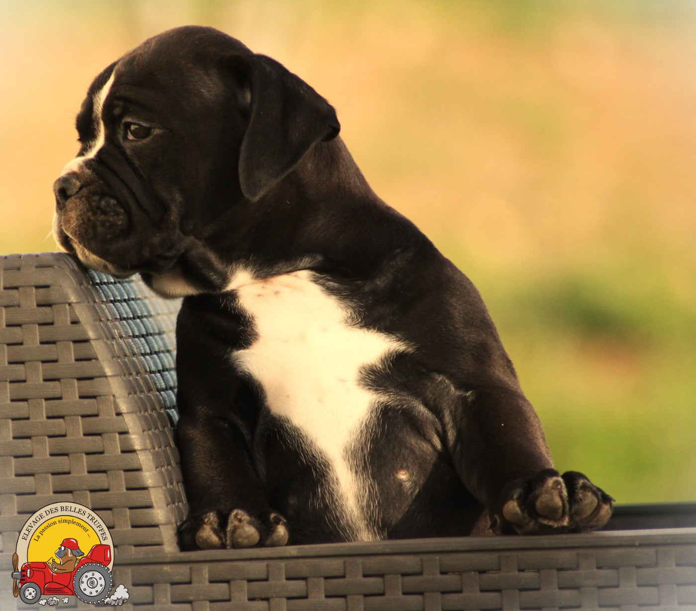 Des Belles Truffes - Chiots disponibles - Bulldog continental