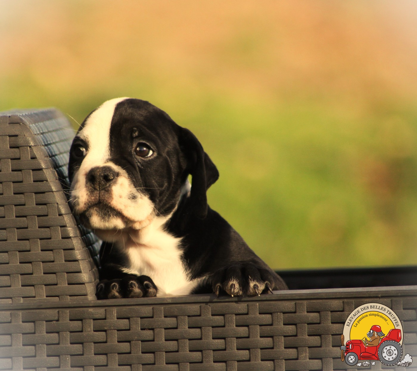 Des Belles Truffes - Chiots disponibles - Bulldog continental