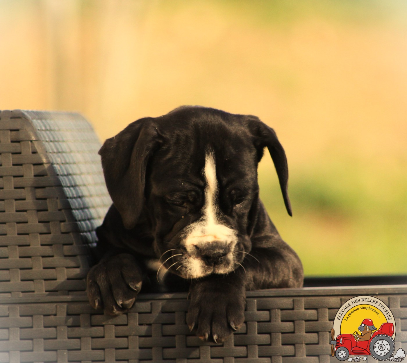 Des Belles Truffes - Chiots disponibles - Bulldog continental