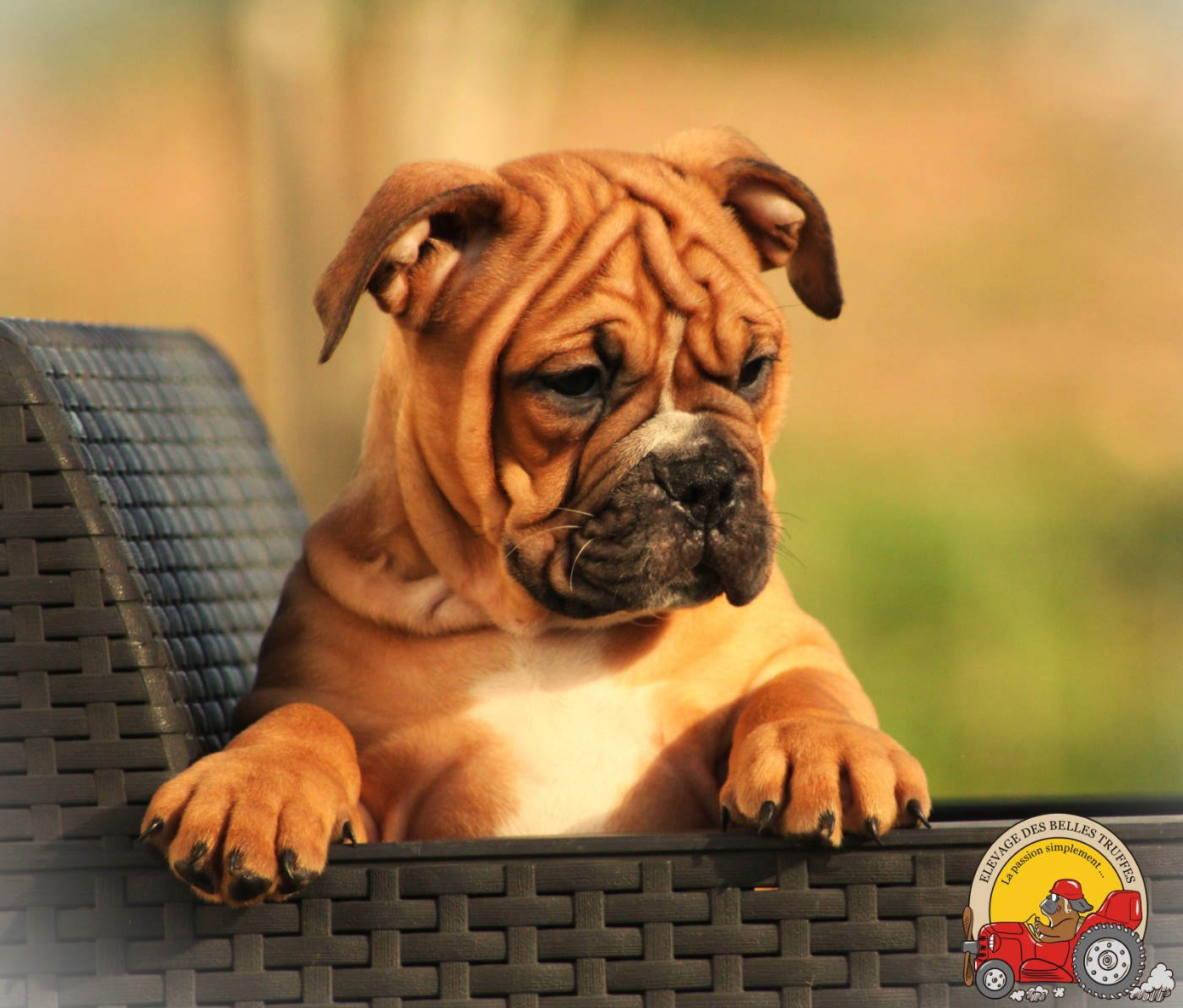 Des Belles Truffes - Chiots disponibles - Bulldog continental