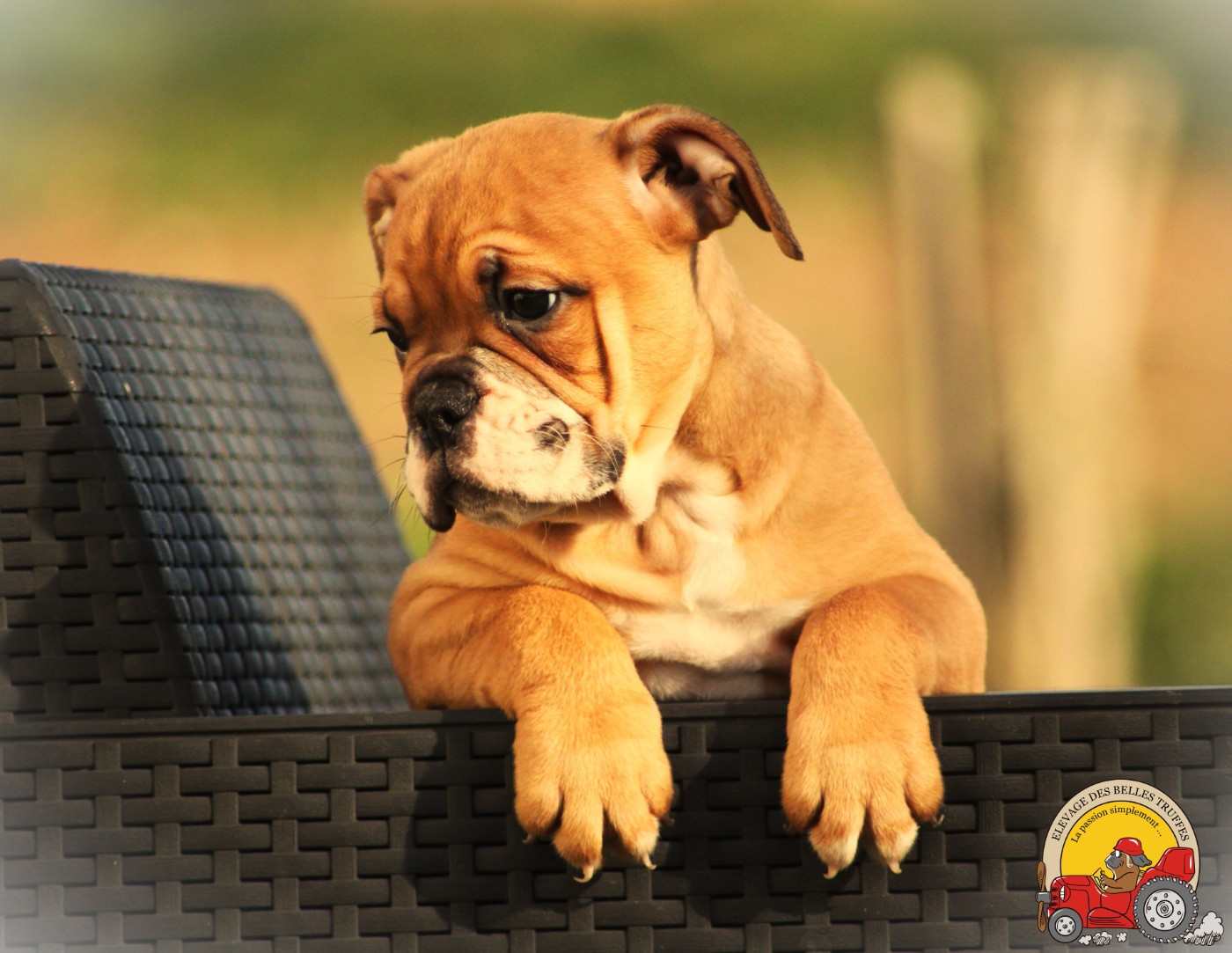 Des Belles Truffes - Chiots disponibles - Bulldog continental