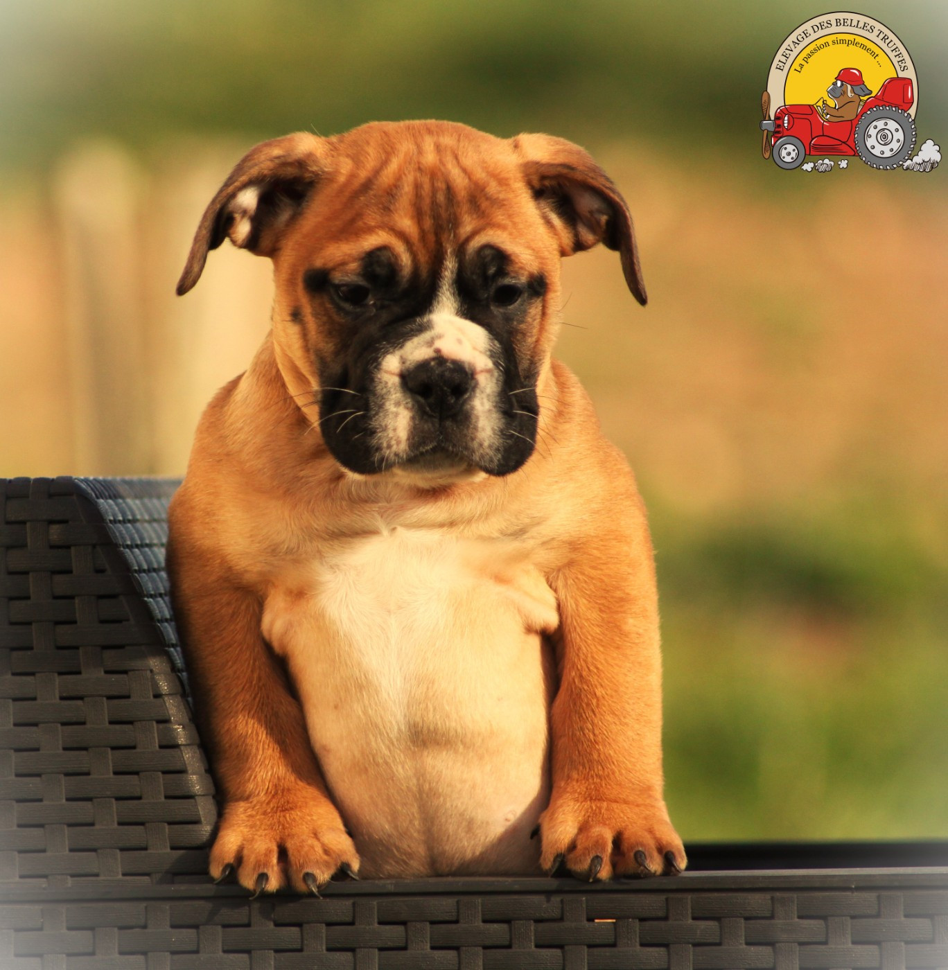 Des Belles Truffes - Chiots disponibles - Bulldog continental