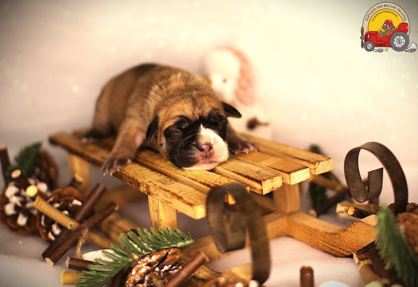 Des Belles Truffes - Chiots disponibles - Bulldog continental