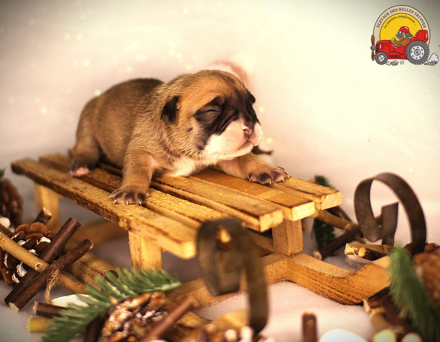 Des Belles Truffes - Chiots disponibles - Bulldog continental