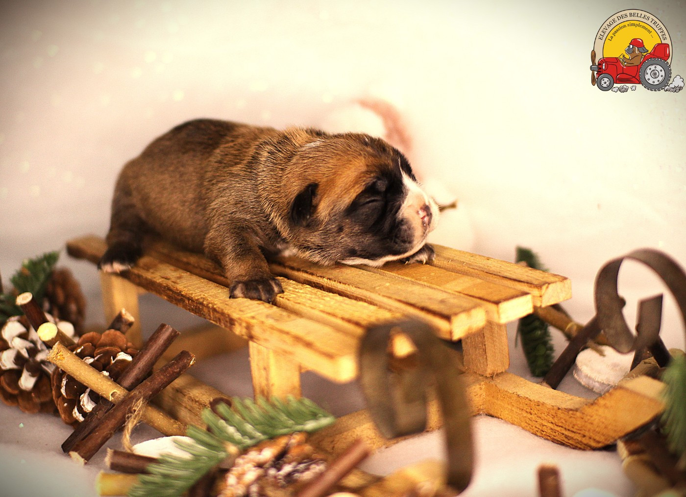 Des Belles Truffes - Chiots disponibles - Bulldog continental