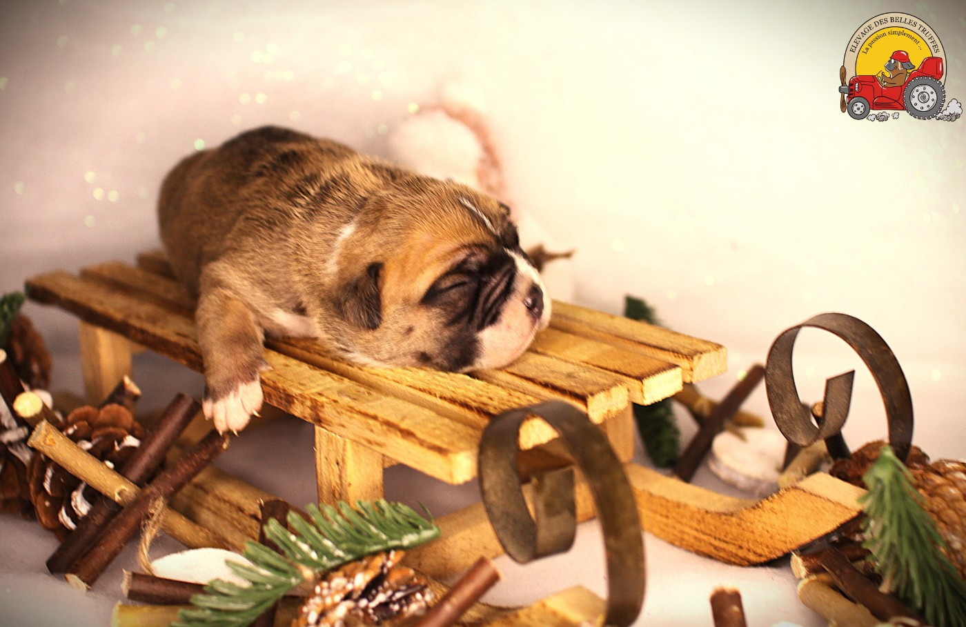 Des Belles Truffes - Chiots disponibles - Bulldog continental