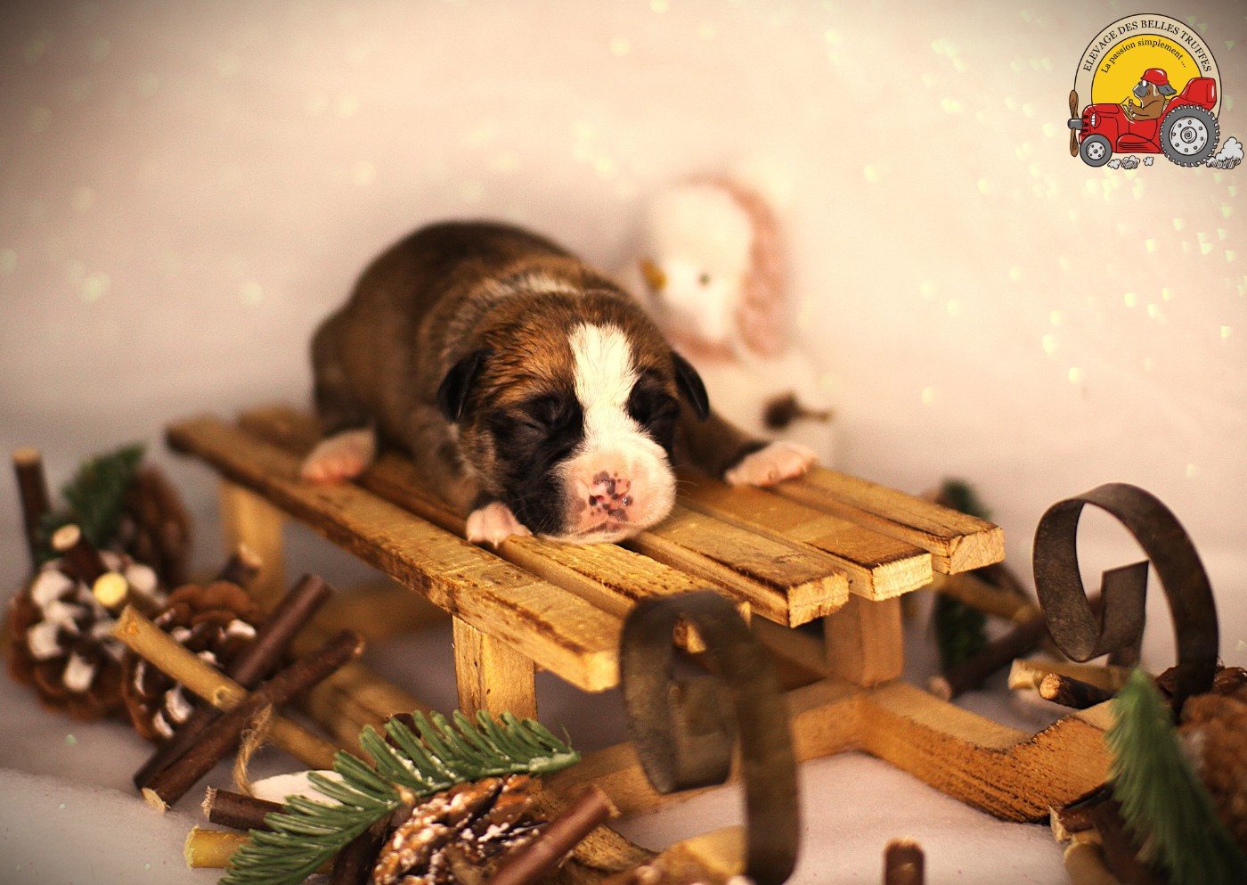 Des Belles Truffes - Chiots disponibles - Bulldog continental