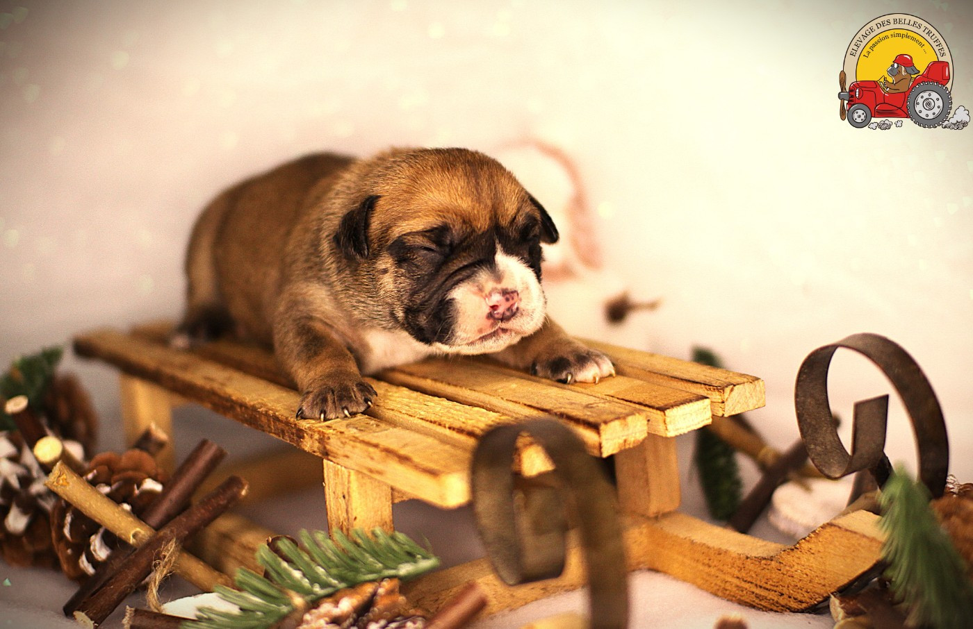 Des Belles Truffes - Chiots disponibles - Bulldog continental