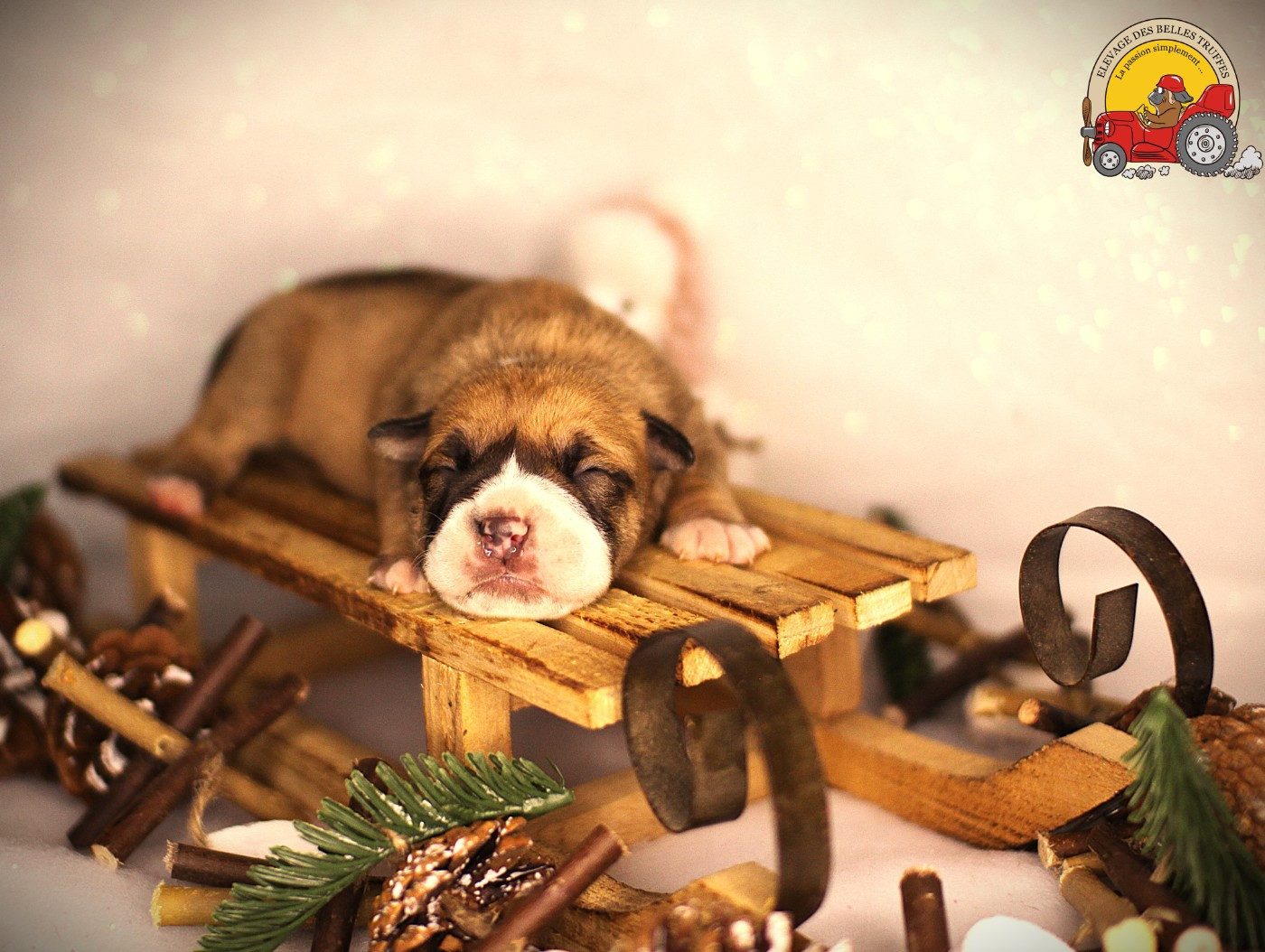 Des Belles Truffes - Chiots disponibles - Bulldog continental