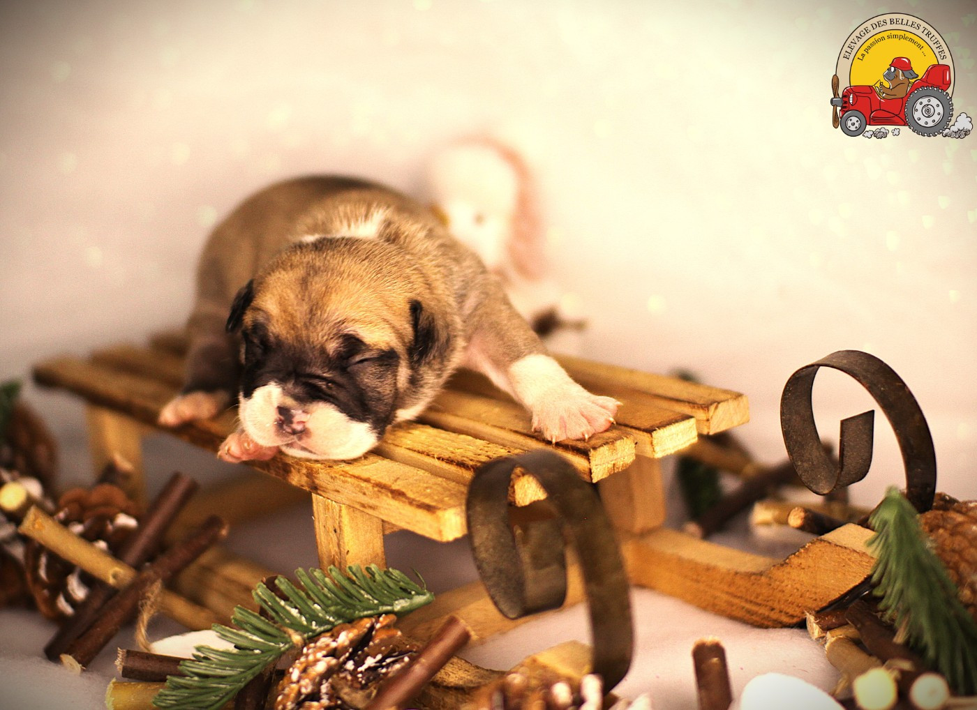 Des Belles Truffes - Chiots disponibles - Bulldog continental