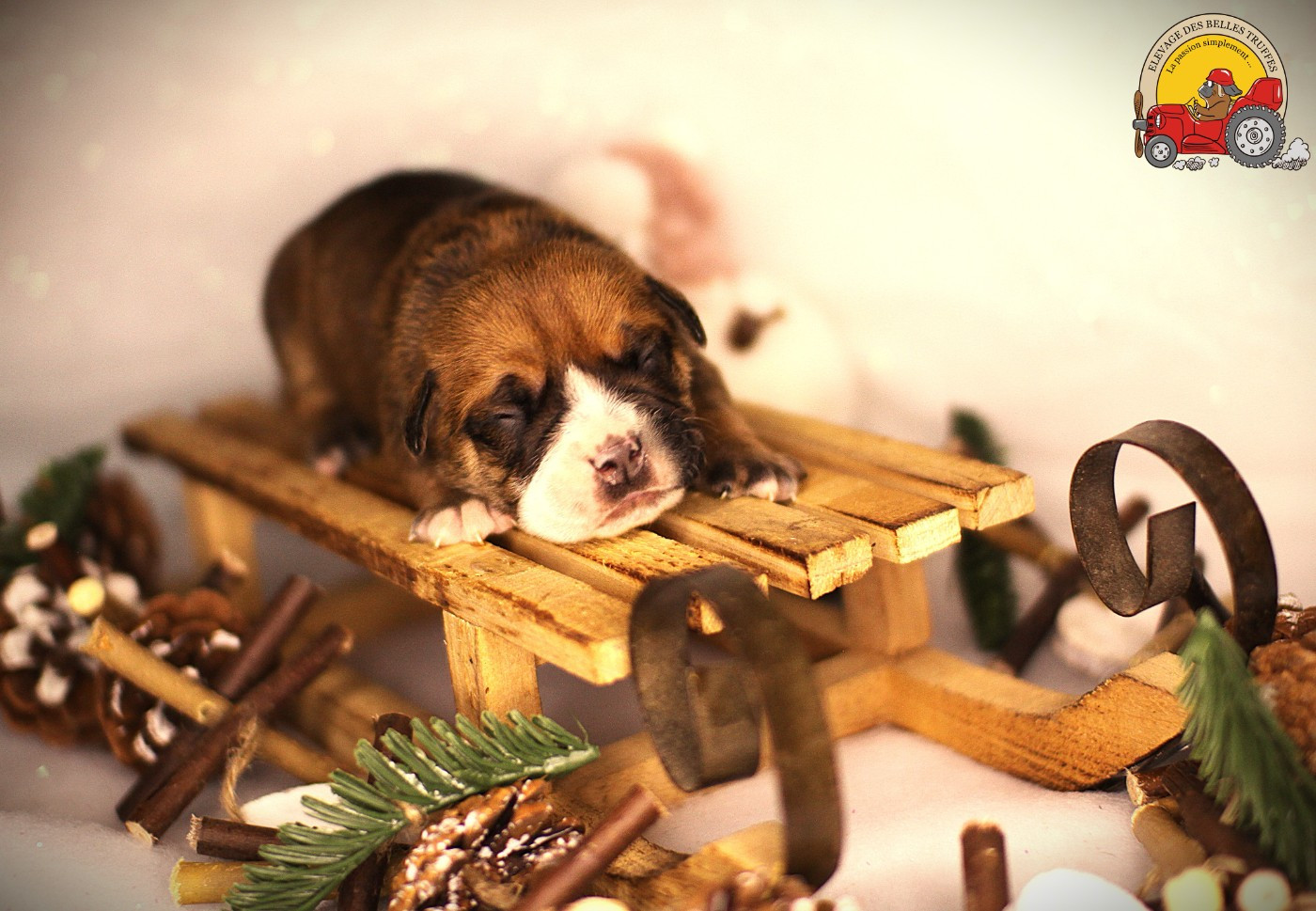 Des Belles Truffes - Chiots disponibles - Bulldog continental