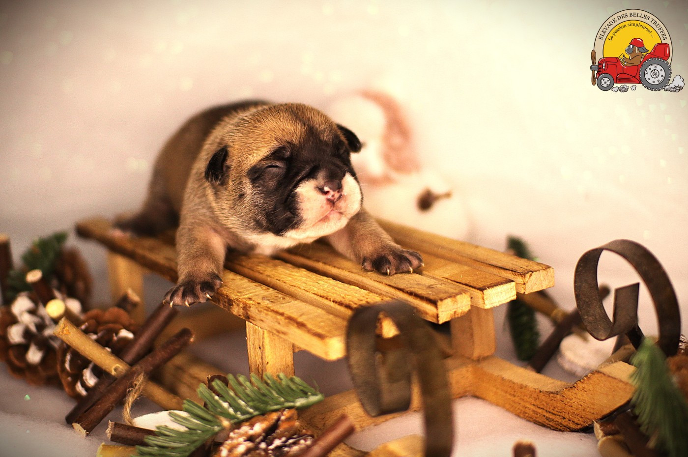 Des Belles Truffes - Chiots disponibles - Bulldog continental