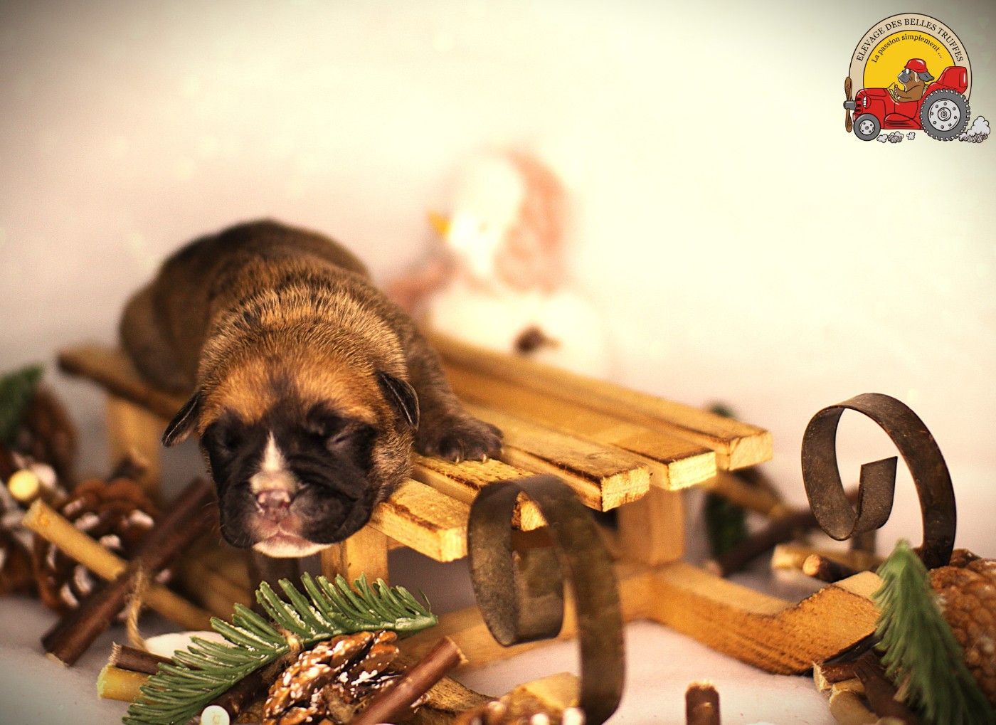 Des Belles Truffes - Chiots disponibles - Bulldog continental