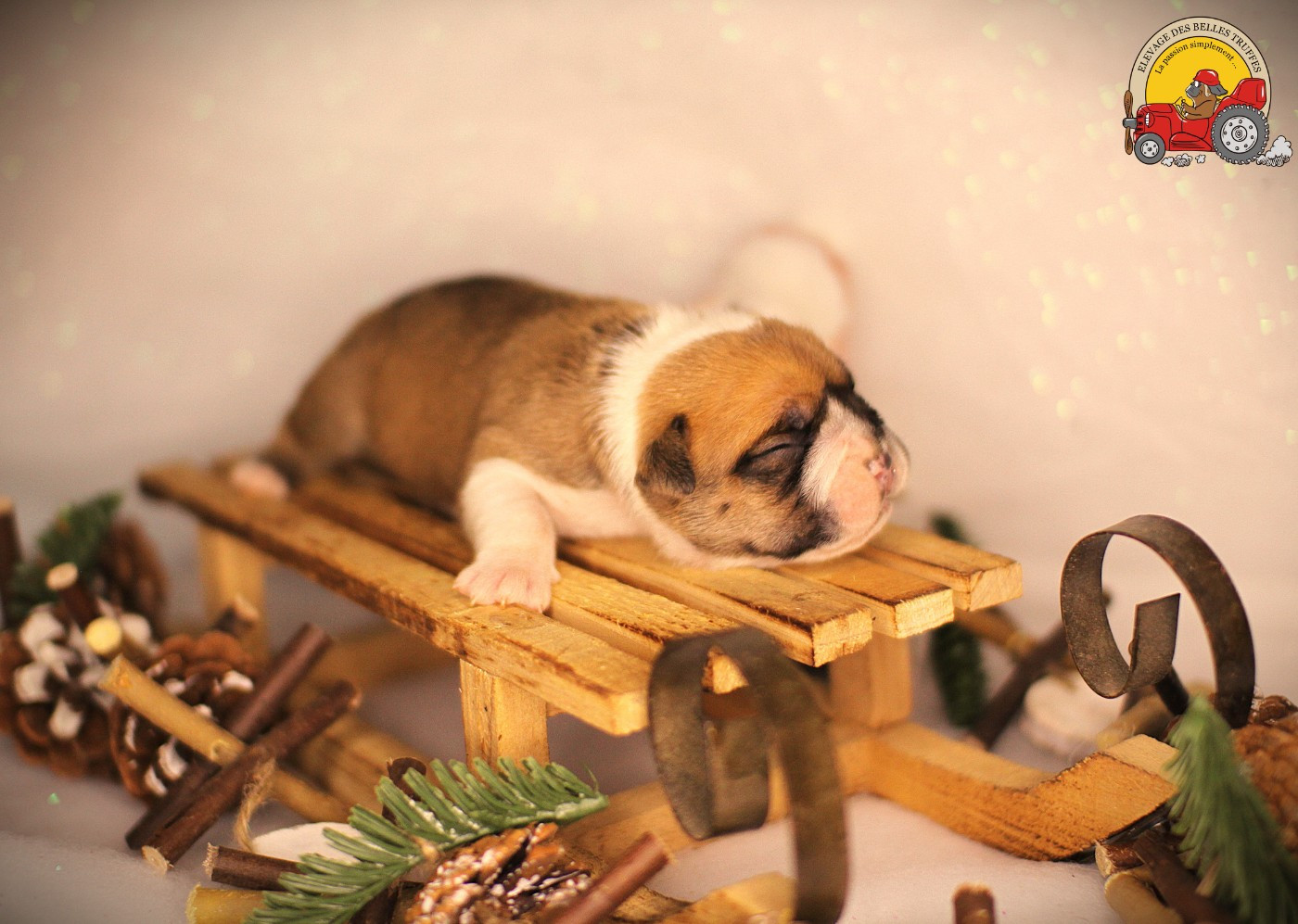 Des Belles Truffes - Chiots disponibles - Bulldog continental