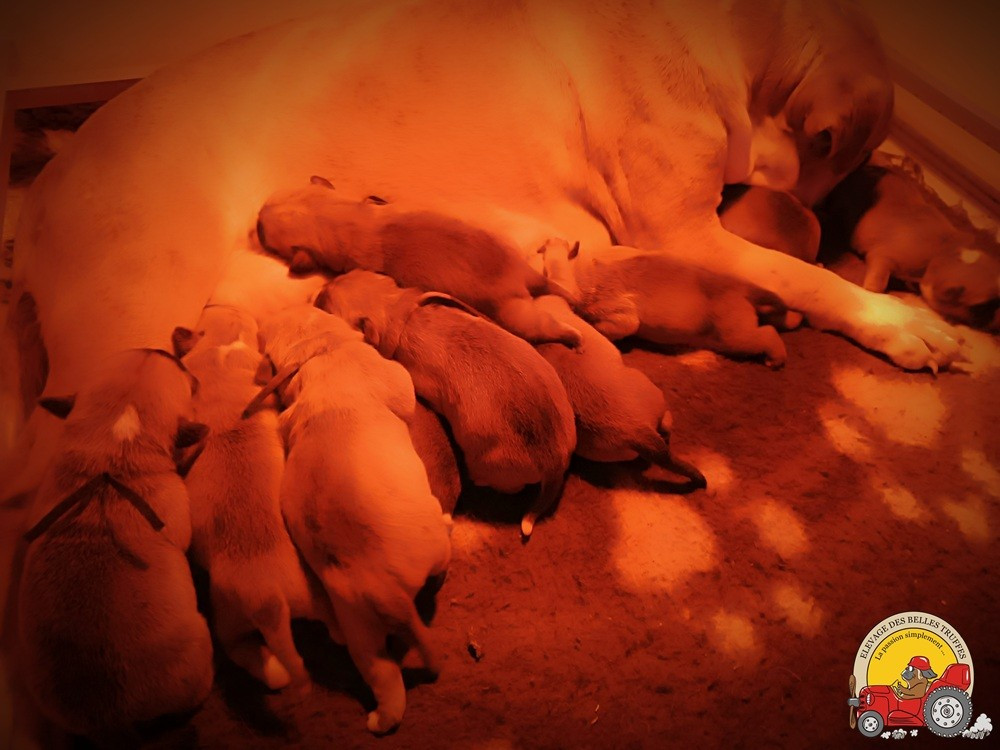 Chiot Bulldog continental Des Belles Truffes