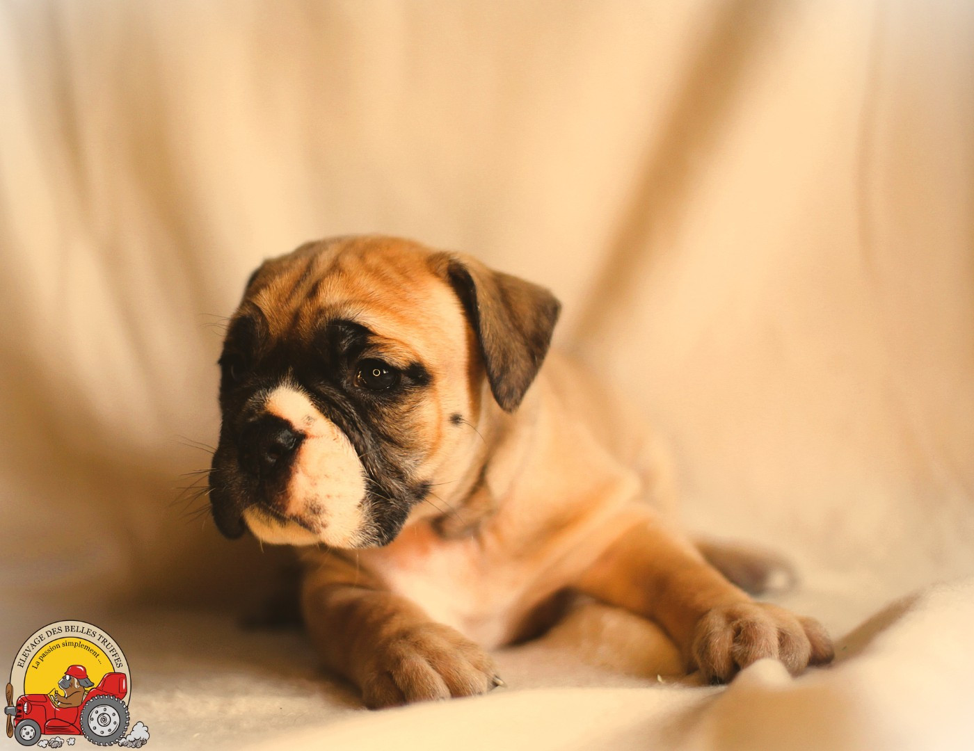 Des Belles Truffes - Chiots disponibles - Bulldog continental