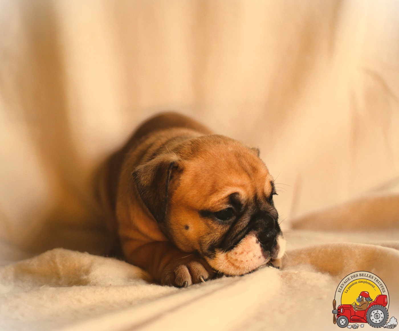 Des Belles Truffes - Chiots disponibles - Bulldog continental