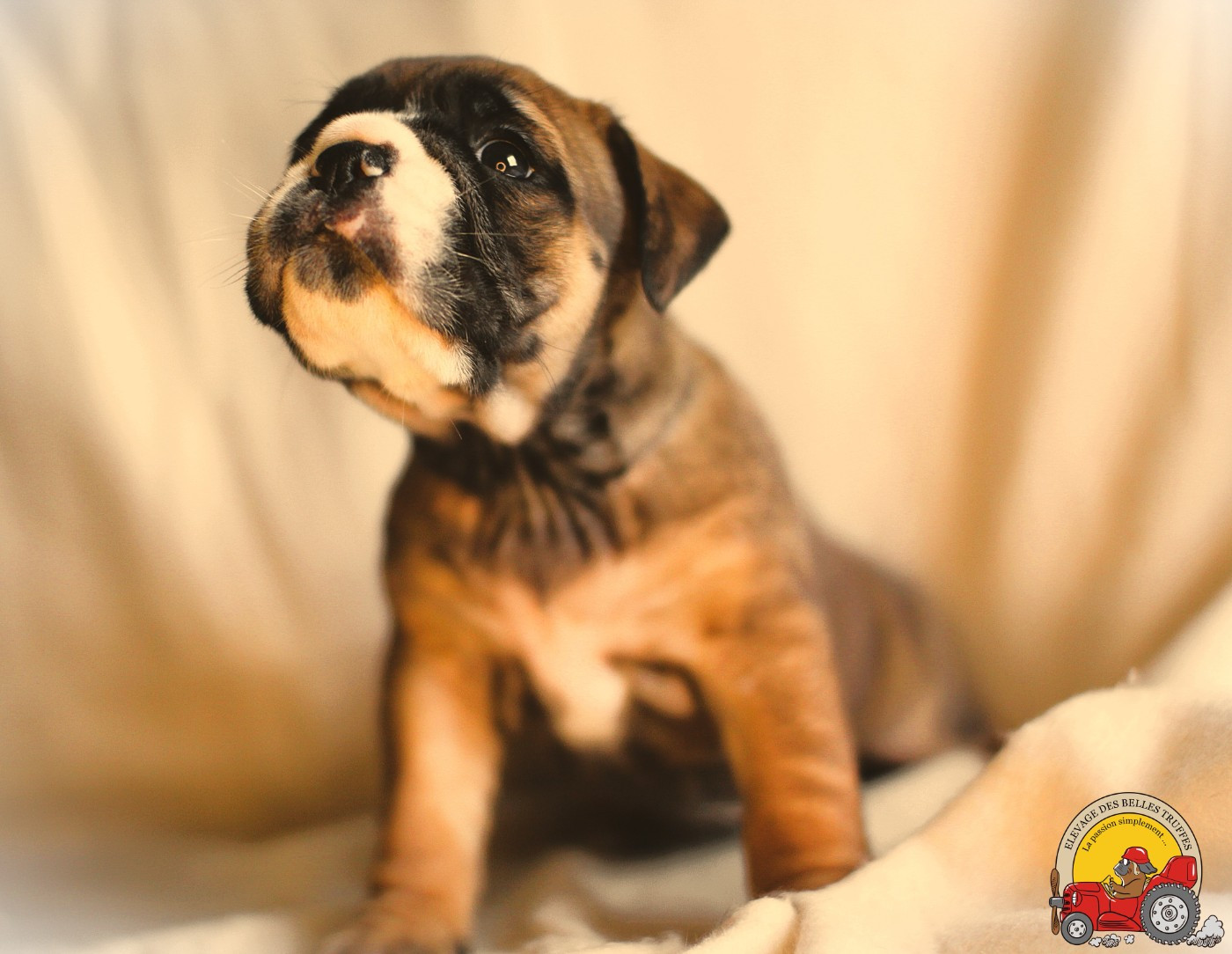 Des Belles Truffes - Chiots disponibles - Bulldog continental