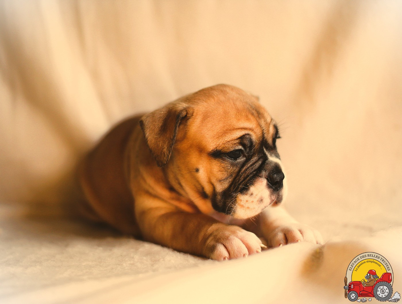Des Belles Truffes - Chiots disponibles - Bulldog continental