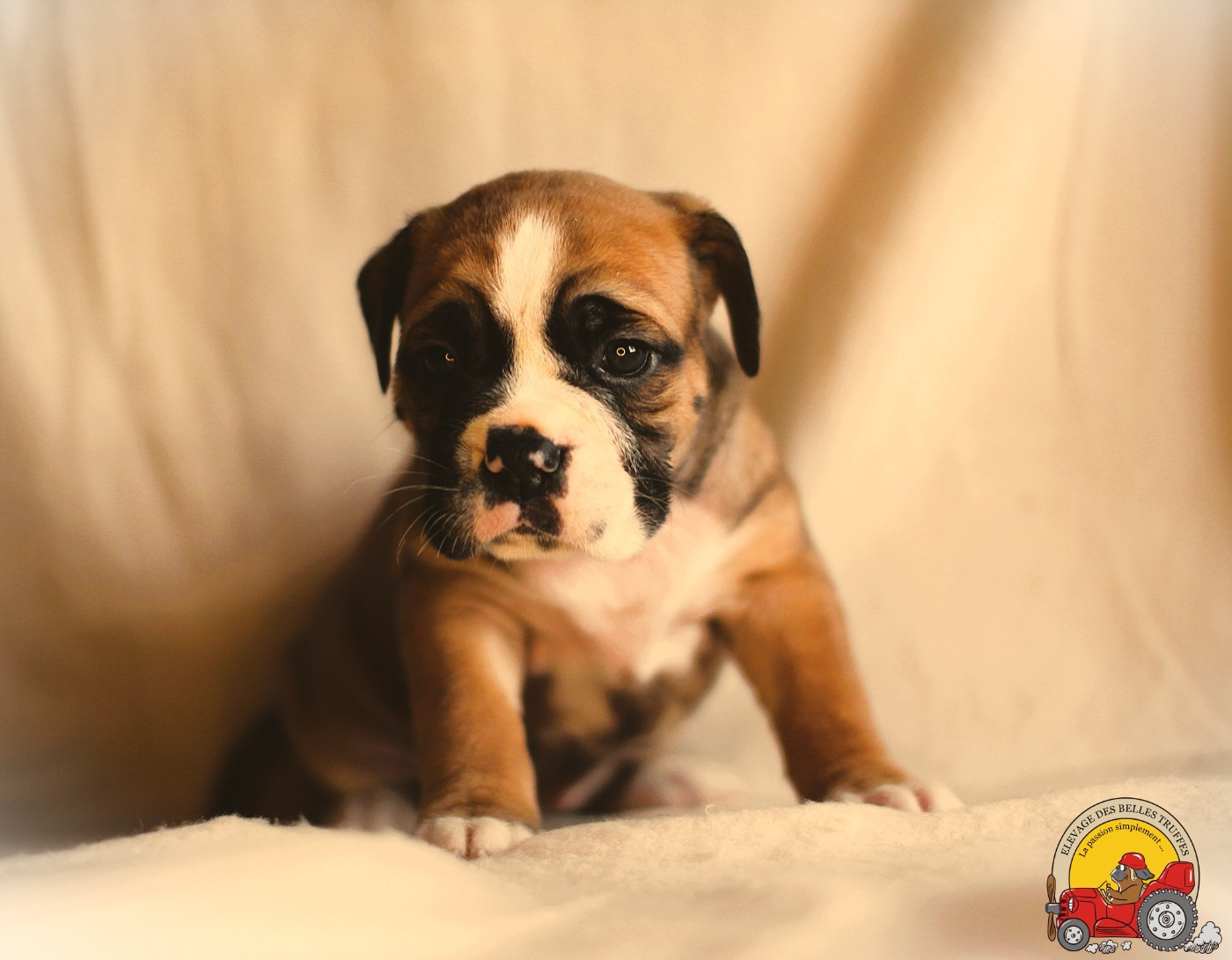 Des Belles Truffes - Chiots disponibles - Bulldog continental