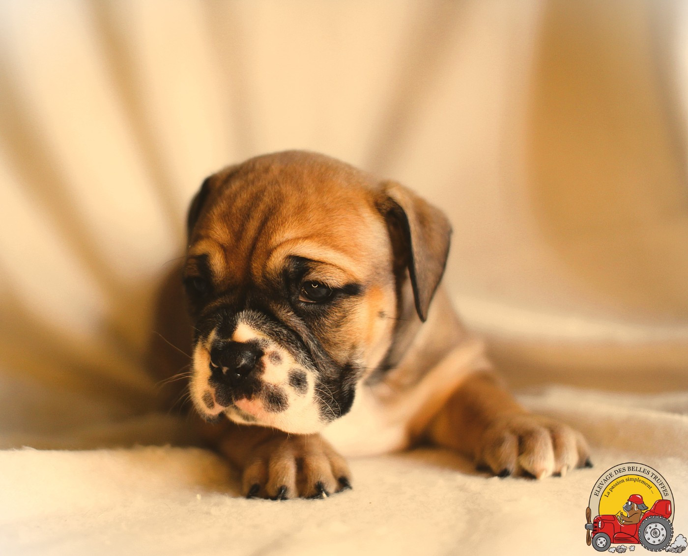 Des Belles Truffes - Chiots disponibles - Bulldog continental