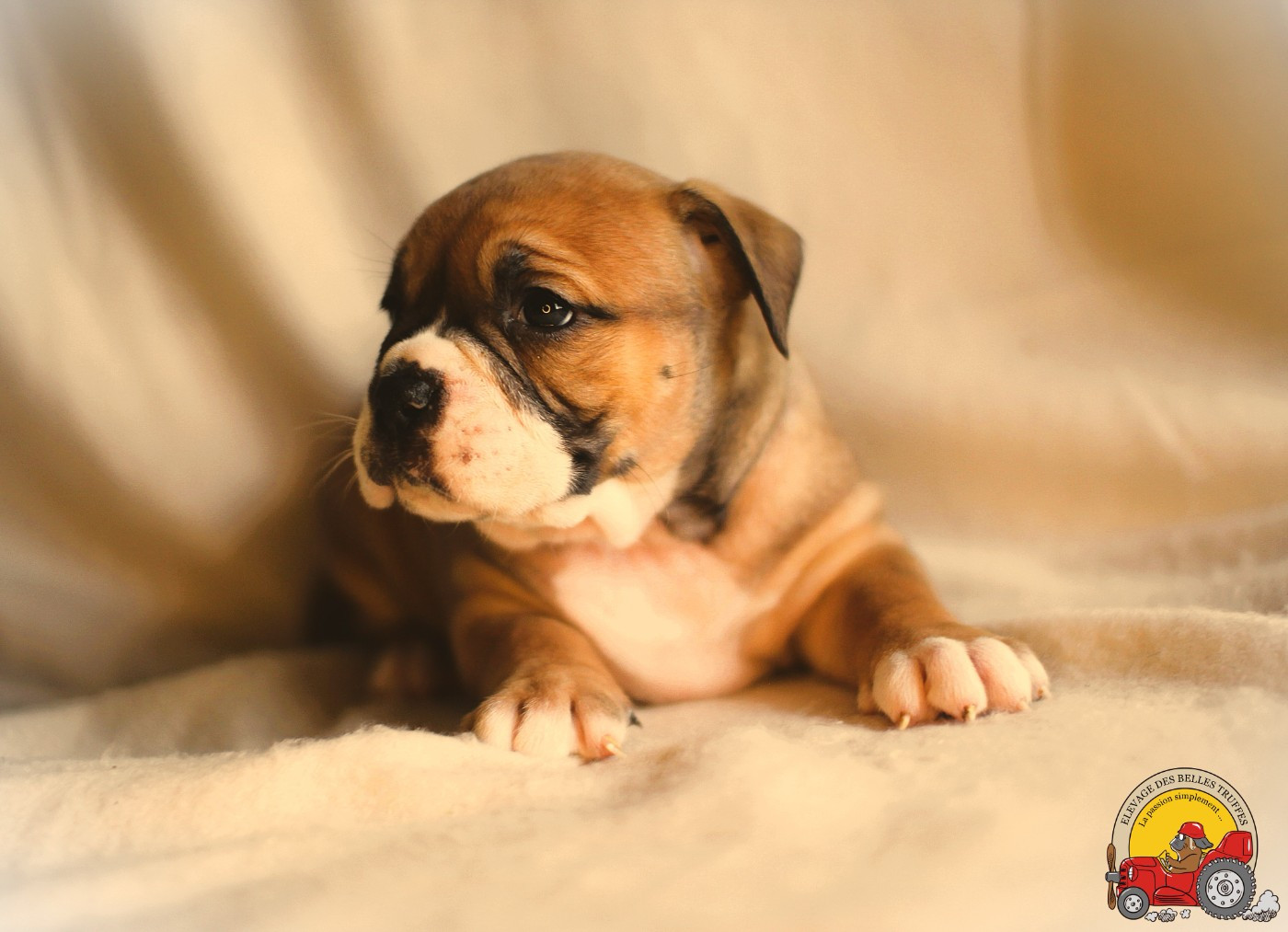 Des Belles Truffes - Chiots disponibles - Bulldog continental