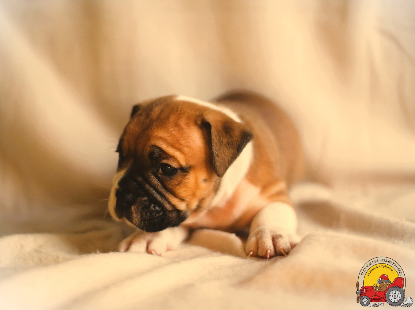 Des Belles Truffes - Chiots disponibles - Bulldog continental