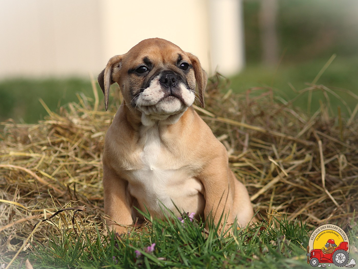 Des Belles Truffes - Chiots disponibles - Bulldog continental