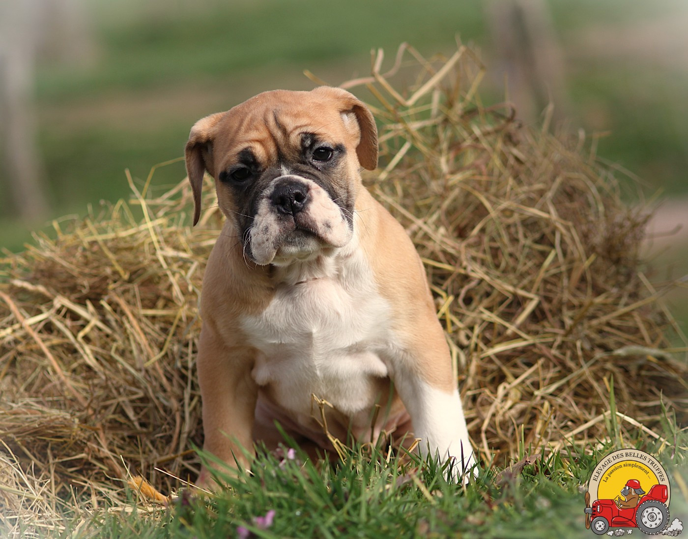 Des Belles Truffes - Chiots disponibles - Bulldog continental