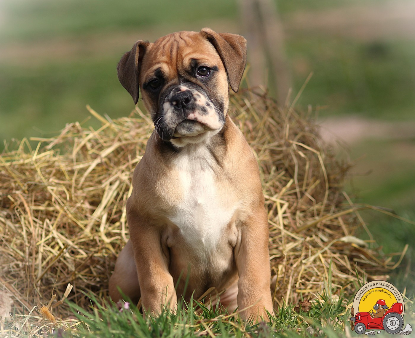 Des Belles Truffes - Chiots disponibles - Bulldog continental