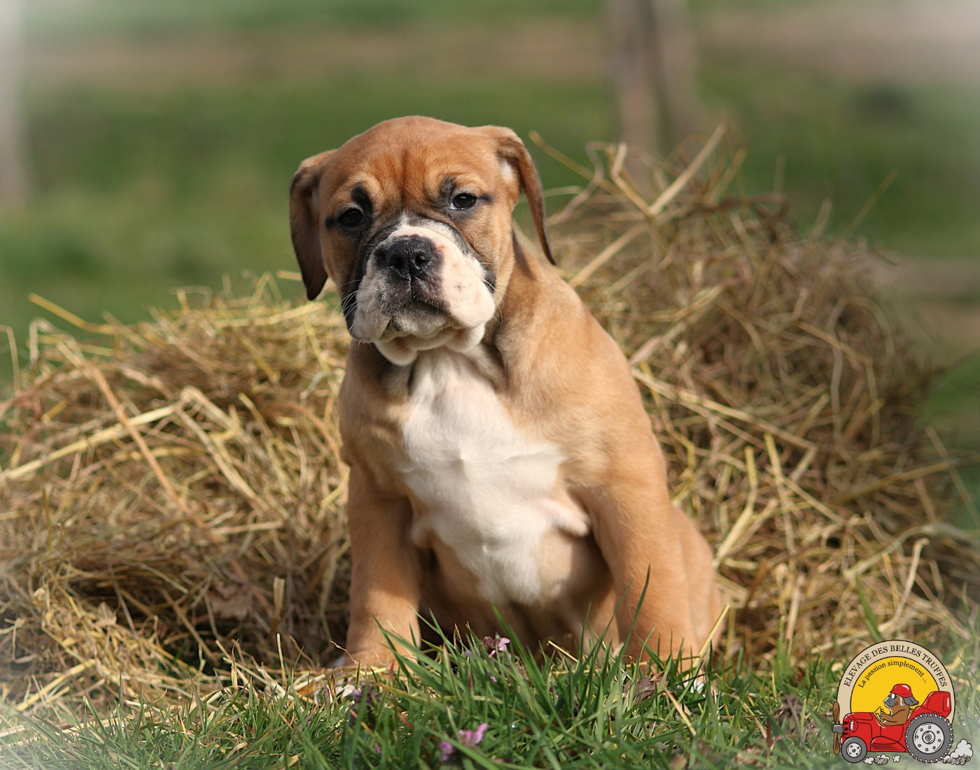 Des Belles Truffes - Chiots disponibles - Bulldog continental
