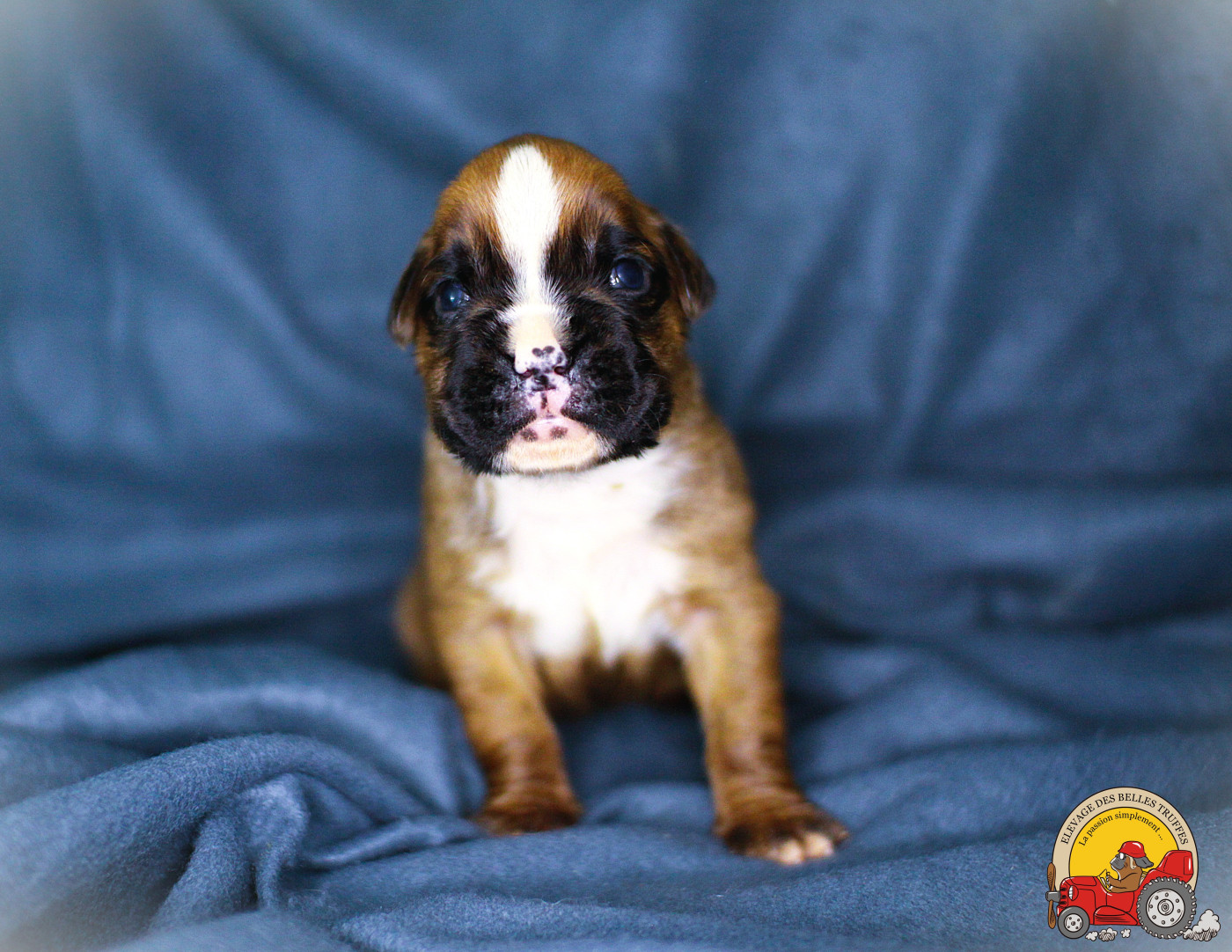 Chiot Boxer Des Belles Truffes