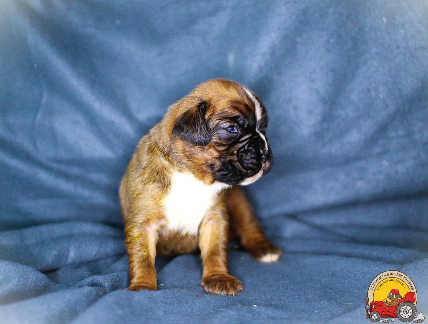 Des Belles Truffes - Chiots disponibles - Boxer