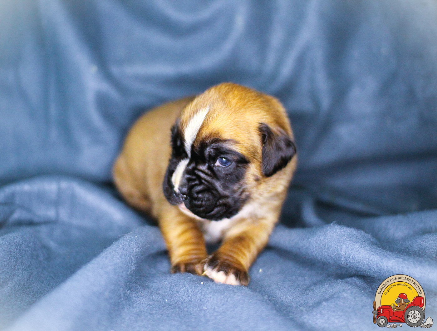 Des Belles Truffes - Chiots disponibles - Boxer