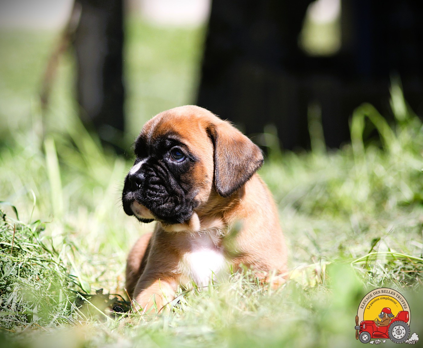 Des Belles Truffes - Chiots disponibles - Boxer