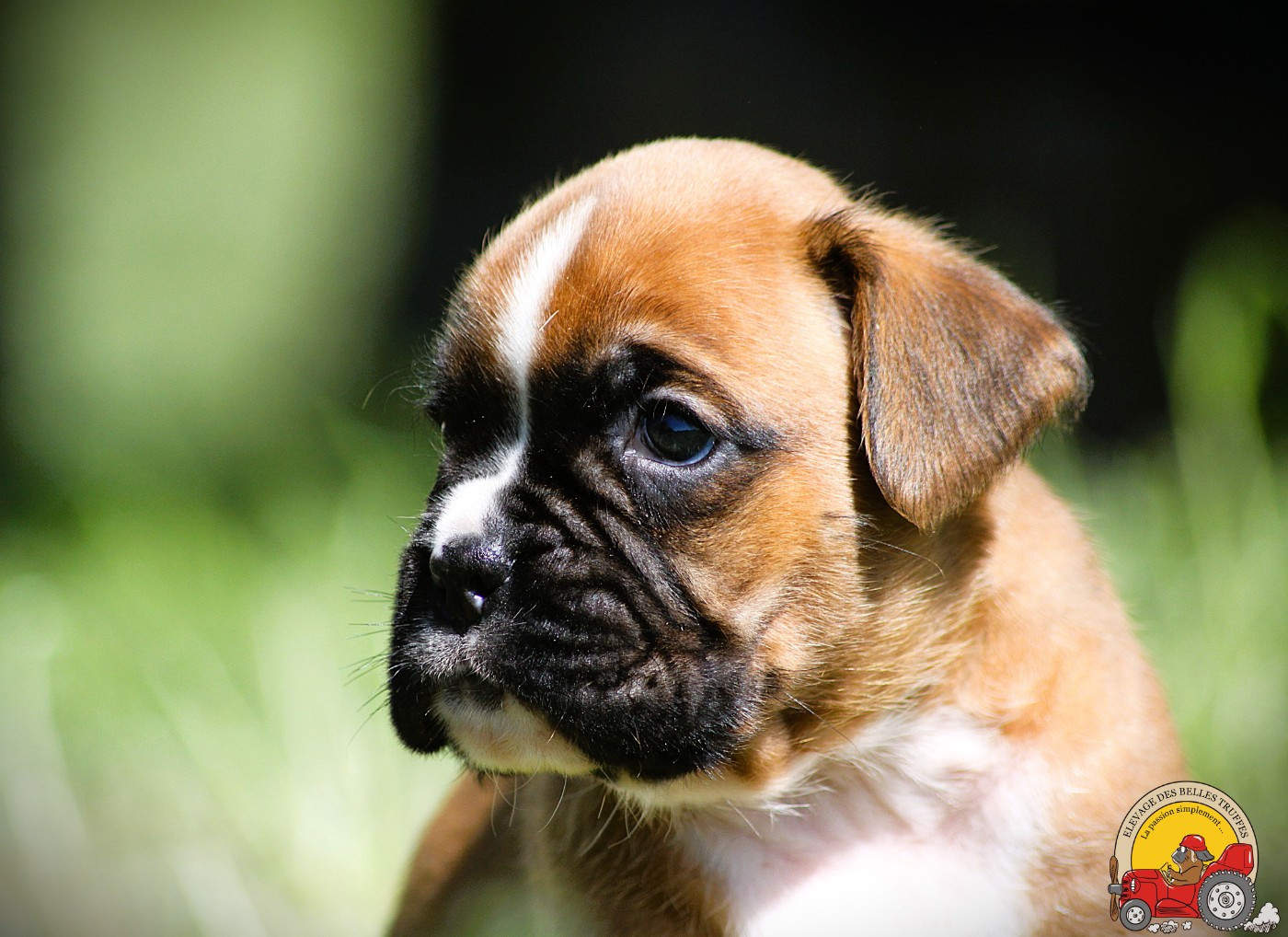 Des Belles Truffes - Chiots disponibles - Boxer