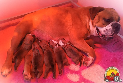 Chiot Bulldog continental Des Belles Truffes