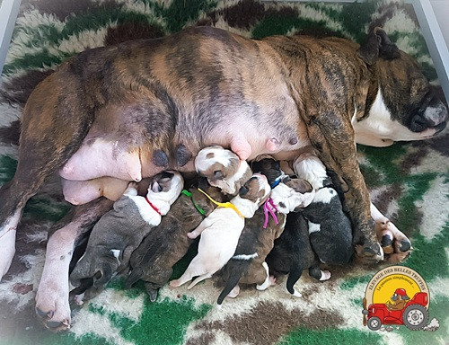 Chiot Bulldog continental Des Belles Truffes