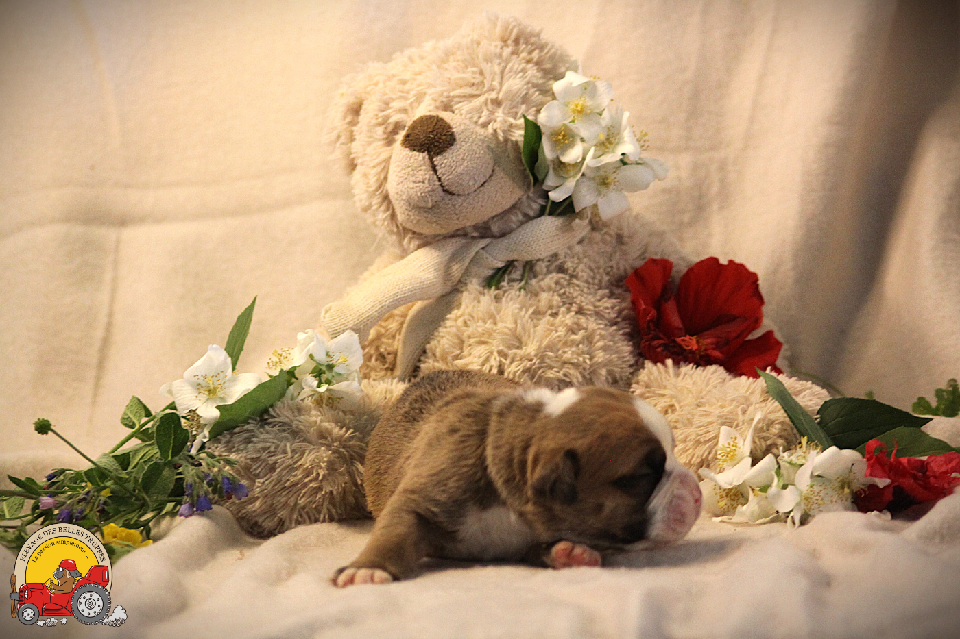 Des Belles Truffes - Chiots disponibles - Bulldog continental