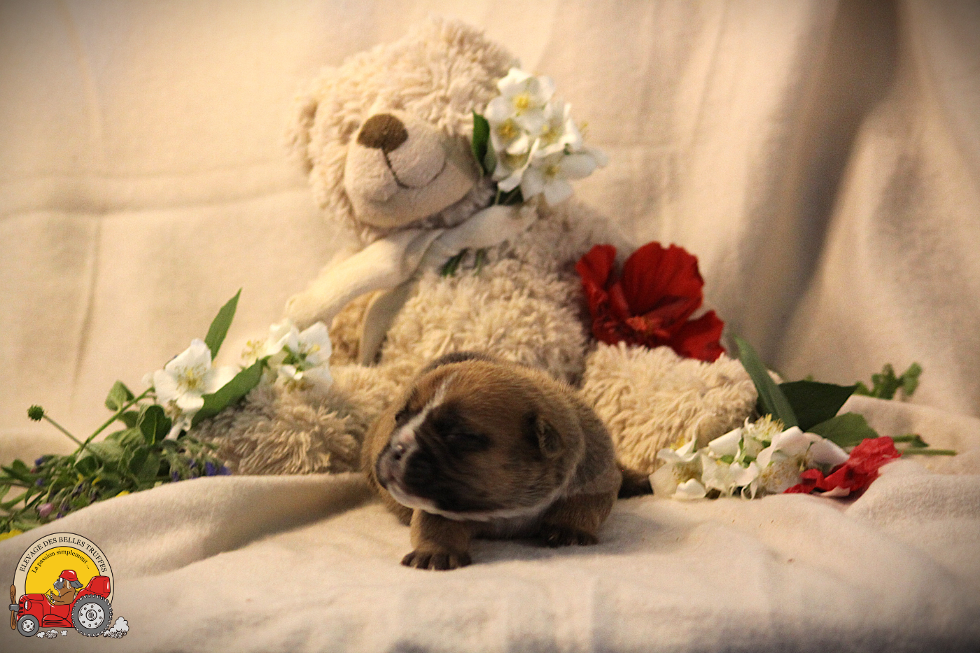 Des Belles Truffes - Chiots disponibles - Bulldog continental