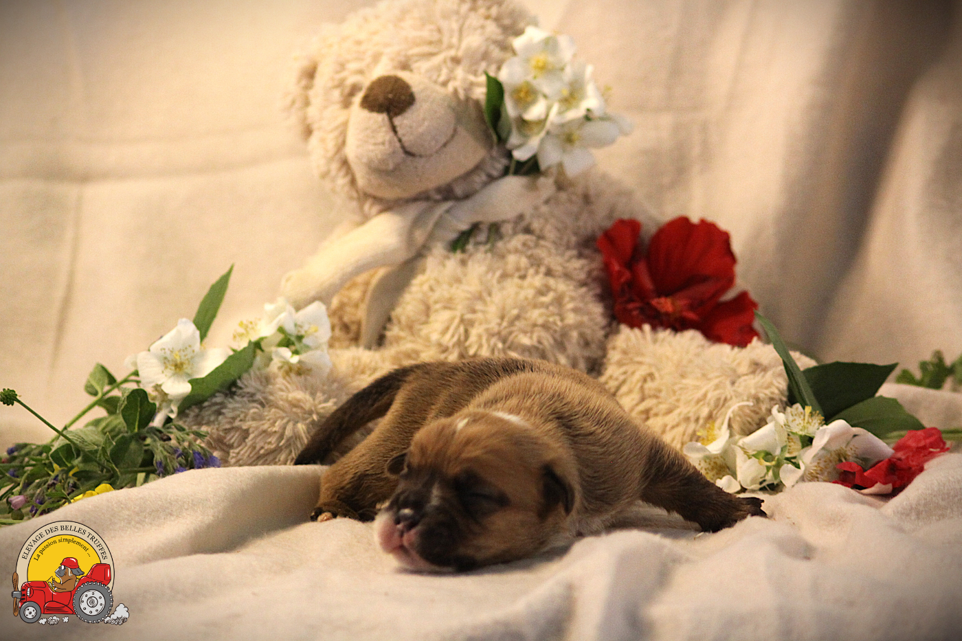 Des Belles Truffes - Chiots disponibles - Bulldog continental