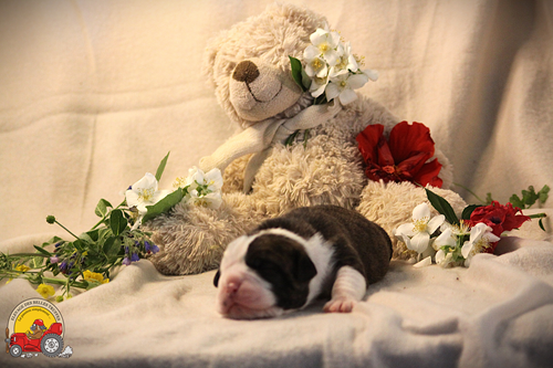 Des Belles Truffes - Chiots disponibles - Bulldog continental