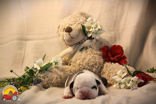 Des Belles Truffes - Chiots disponibles - Bulldog continental
