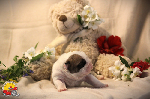 Des Belles Truffes - Chiots disponibles - Bulldog continental