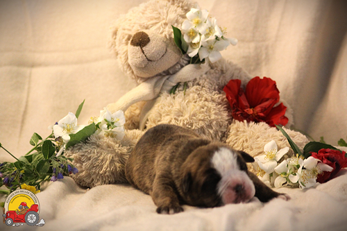 Des Belles Truffes - Chiots disponibles - Bulldog continental