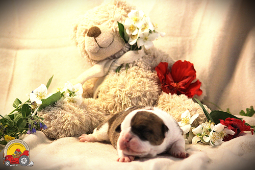 Des Belles Truffes - Chiots disponibles - Bulldog continental