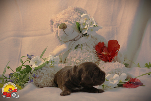 Des Belles Truffes - Chiots disponibles - Cocker Spaniel Anglais