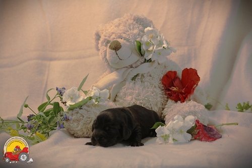 Des Belles Truffes - Chiots disponibles - Cocker Spaniel Anglais