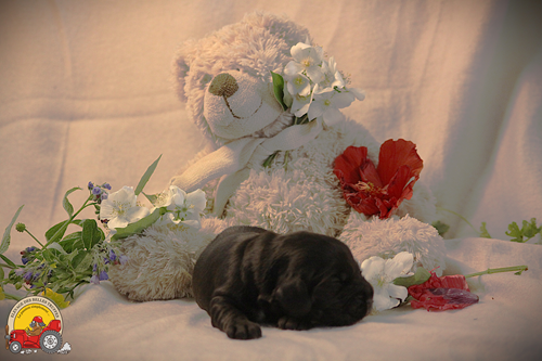 Des Belles Truffes - Chiots disponibles - Cocker Spaniel Anglais
