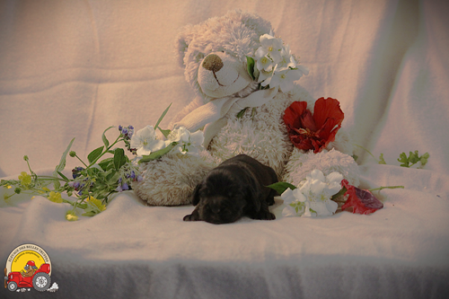 Des Belles Truffes - Chiots disponibles - Cocker Spaniel Anglais